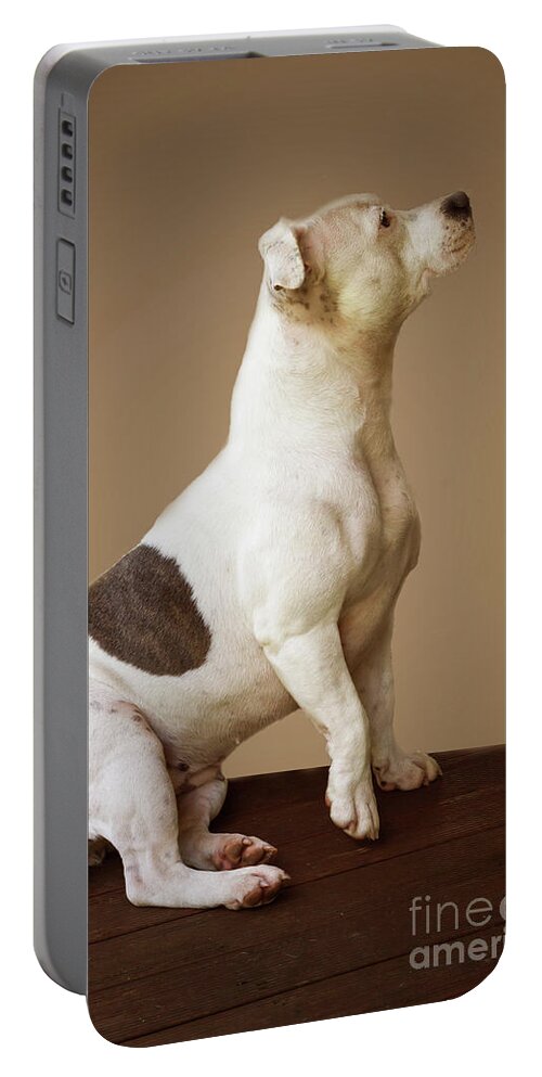 Staffie Portable Battery Charger featuring the photograph Ruby - 22 months #2 by Elaine Teague