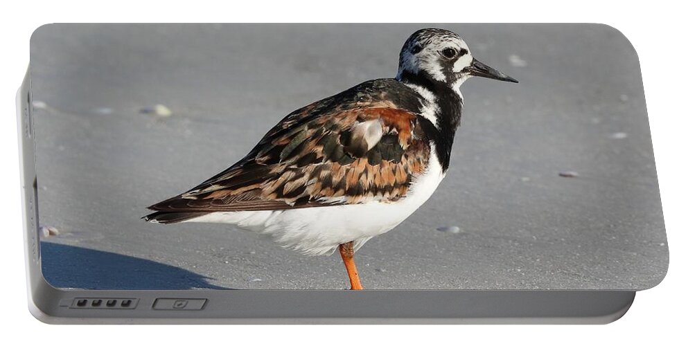 Ruddy Turnstones Portable Battery Charger featuring the photograph Ruddy Turnstone by Mingming Jiang