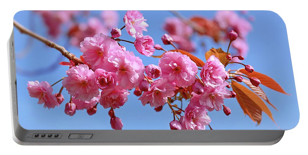 Pink Blossom Portable Battery Charger featuring the photograph Sakura in a blue sky by Maria Meester