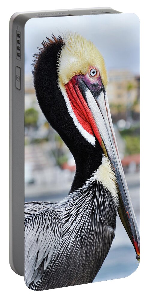 Pelican Portable Battery Charger featuring the photograph San Diego Pelican by Kyle Hanson
