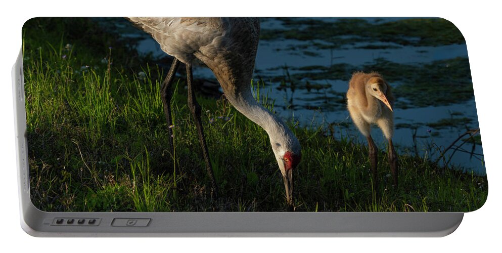 Birds Portable Battery Charger featuring the photograph Sandhill Crane by Larry Marshall