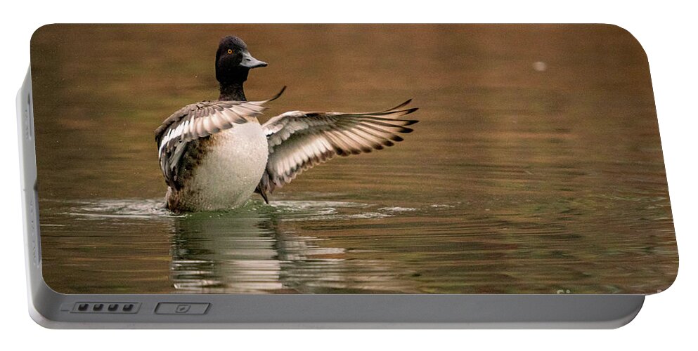 Scaup Portable Battery Charger featuring the photograph Scaup in the Water I by Alyssa Tumale