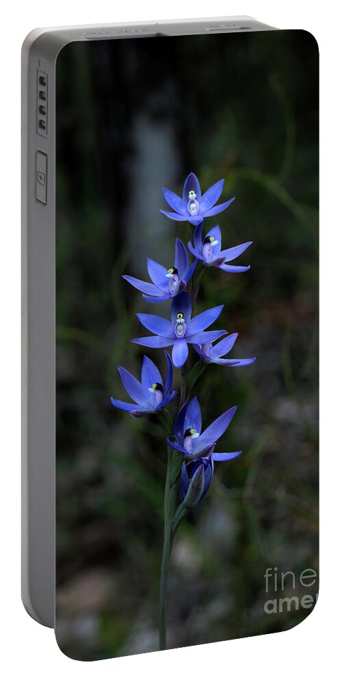 Orchid Portable Battery Charger featuring the photograph Scented Sun Orchid - thelymitra macrophylla 2 by Elaine Teague