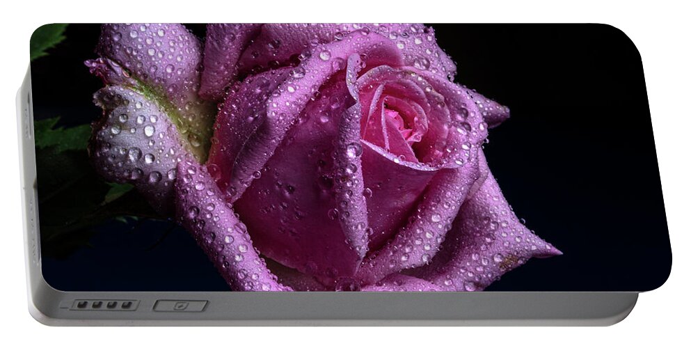 Rose Portable Battery Charger featuring the photograph Scintillating by Doug Norkum