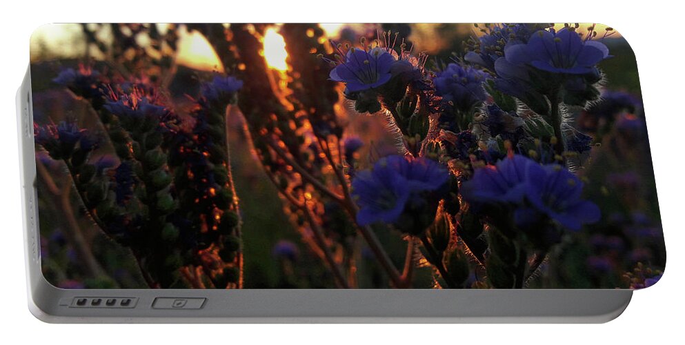 Arizona Wildflowers Portable Battery Charger featuring the photograph Scorpion Weed Sunset by Gene Taylor