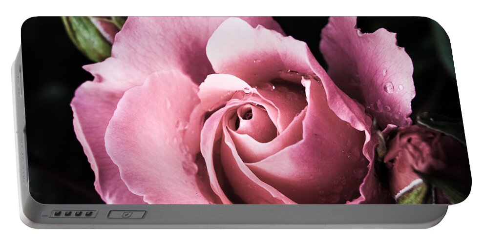 Rose Portable Battery Charger featuring the photograph Scottish Rose by Bonny Puckett