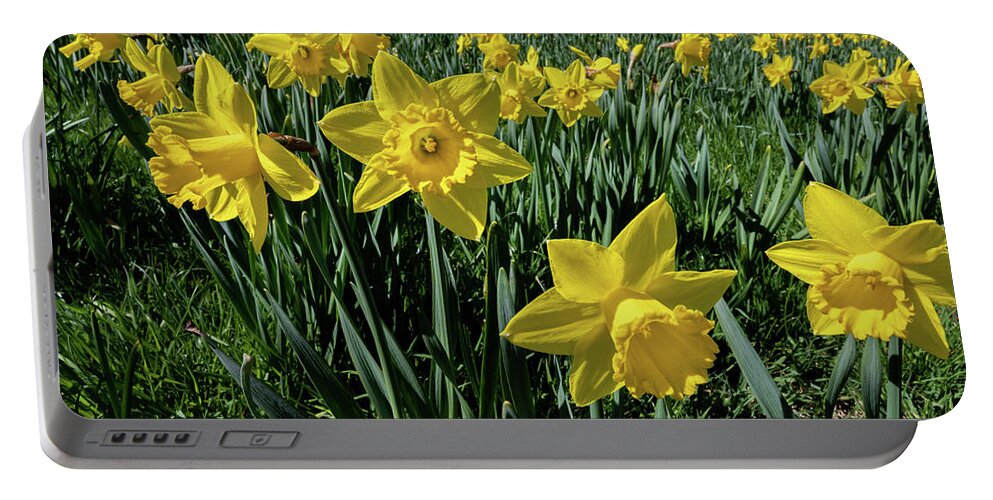 Spring Portable Battery Charger featuring the photograph Sea of Daffodils by Kevin Suttlehan