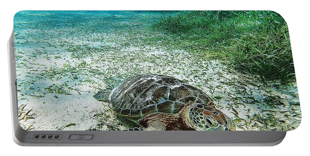 Belize Portable Battery Charger featuring the photograph Sea turtle on the outskirts of the Belize barrier reef by Devin Wilson