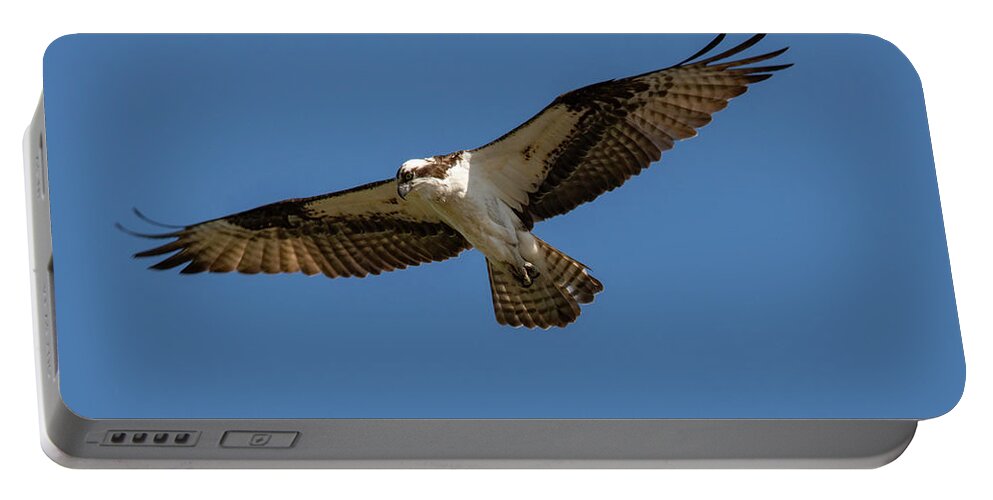 Osprey Portable Battery Charger featuring the photograph Searching by Cathy Kovarik