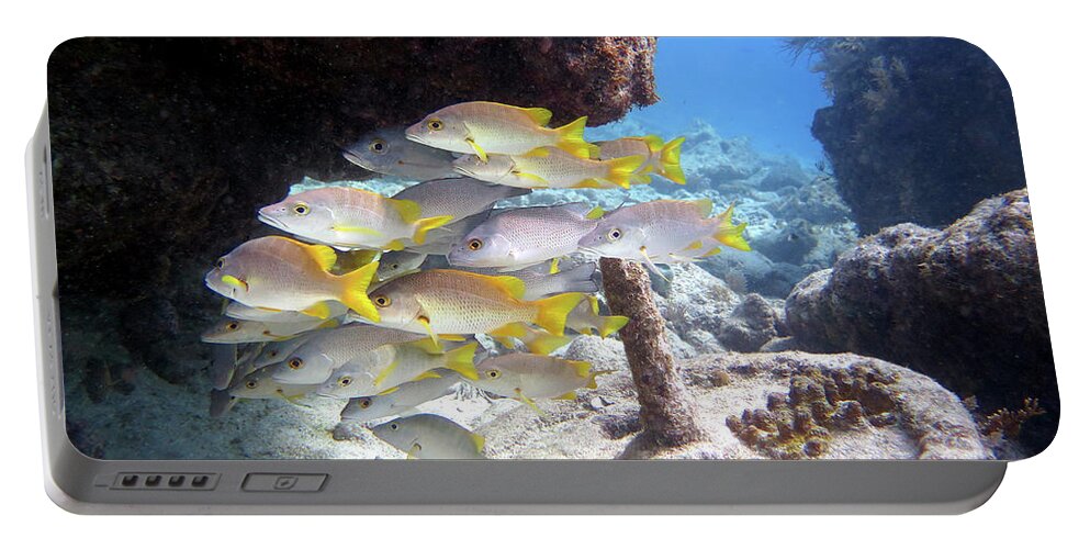 Underwater Portable Battery Charger featuring the photograph Seascape at Molasses Reef 13 by Daryl Duda