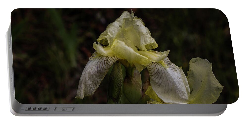 Flowers Portable Battery Charger featuring the photograph Seeing Yellow in the Rain by Kathy McClure