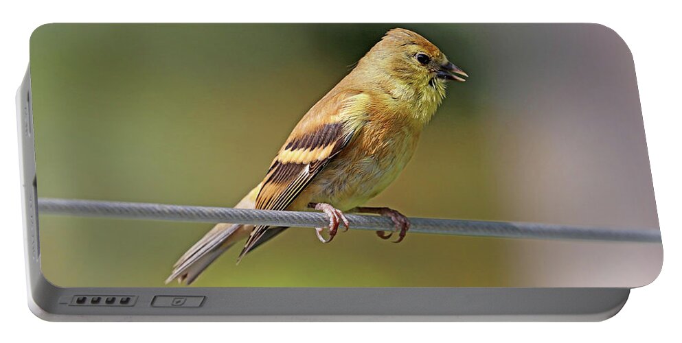 Goldfinch Portable Battery Charger featuring the photograph Serious Conversation by Debbie Oppermann