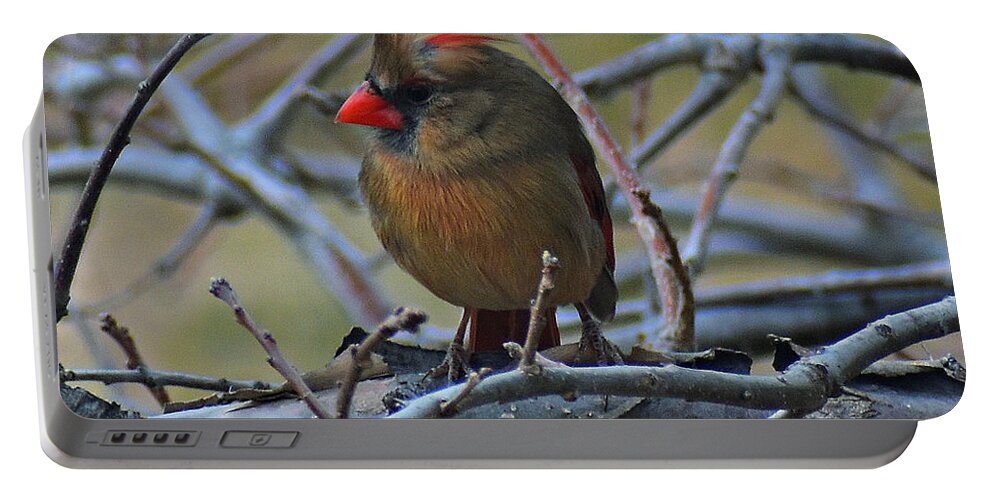 Female Cardinal Portable Battery Charger featuring the photograph She's in Charge by Dorrene BrownButterfield