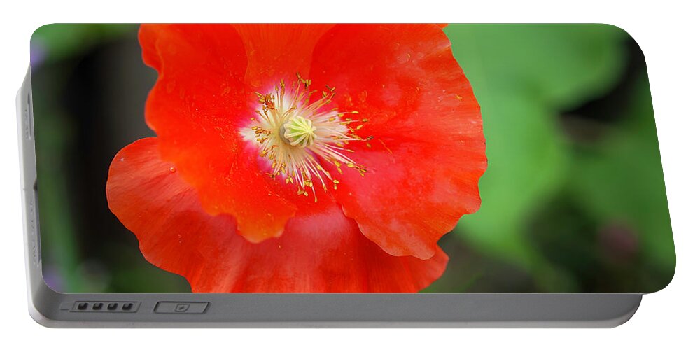 Shirley Poppy Portable Battery Charger featuring the photograph Shirley Poppy 2022-1 by Thomas Young