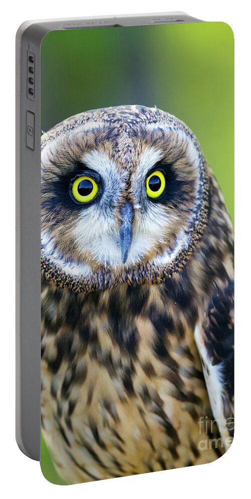 Owl Portable Battery Charger featuring the photograph Short-eared Owl #2 by Shirley Dutchkowski