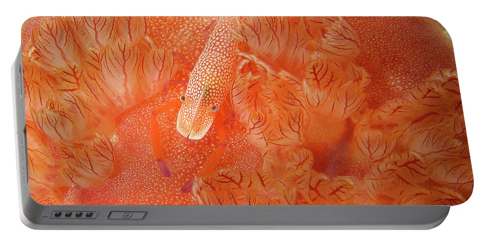 Red Portable Battery Charger featuring the photograph Shrimp on nudibranch by Artesub