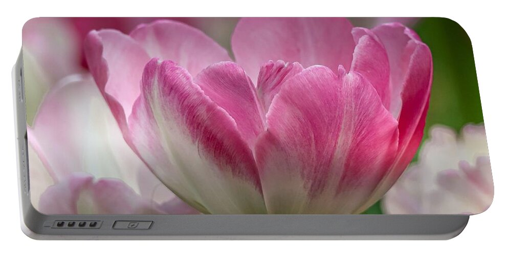 Tulip Portable Battery Charger featuring the photograph Simple Beauty Tulips by Susan Rydberg