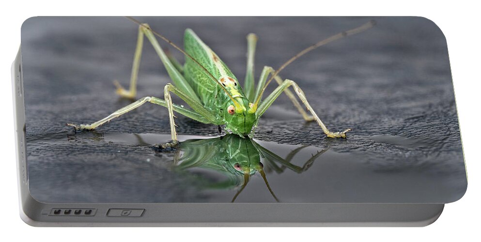 Sip Mirror Reflection Beautiful Green Eyes Cricket Drinking Water Insect Six Legs Unique Bizarre Close Up Macro Natural History Looking Humor Funny Single One Life-style Portrait Whiskers Delicate Vivid Color Beauty Alone Posing Elegant Handsome Figure Character Expressive Charming Singular Stylish Solo Fantastic Solitary Lonesome Loner Pretty Delightful Serenity Enjoying Joy Stimulating Mysterious Surreal Creative Fantasy Weird Imaginary Aesthetic Eccentric Grotesque Peculiar Face Puddle Nice Portable Battery Charger featuring the photograph Sip Of Water - Am I Beautiful? by Tatiana Bogracheva