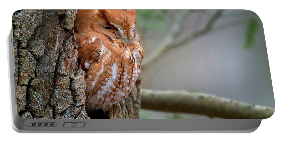 Screech Owl Portable Battery Charger featuring the photograph Sleeping Screech Owl by Rhonda McClure