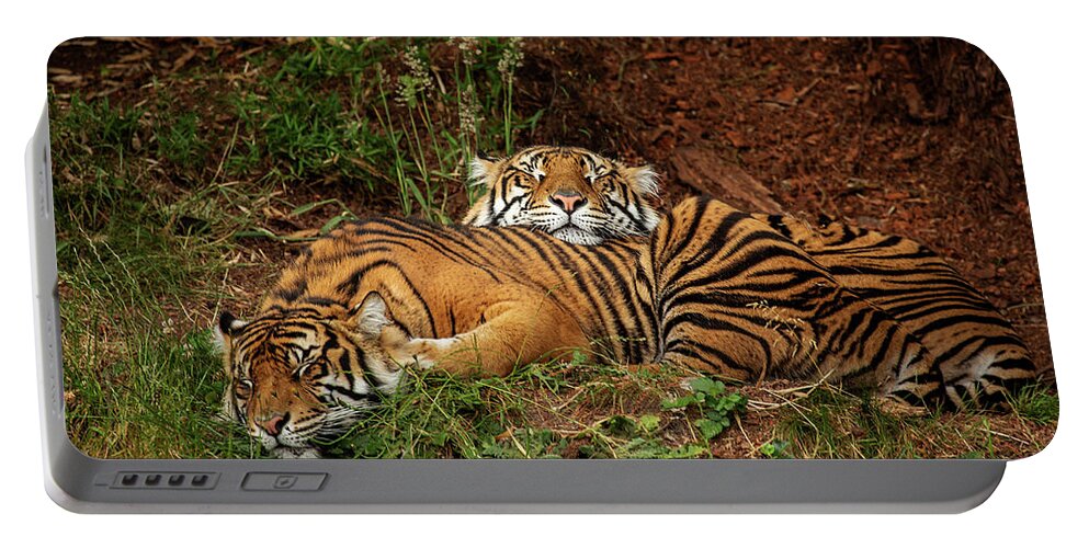 Animals Portable Battery Charger featuring the photograph Sleeping Tigers by Bob Cournoyer