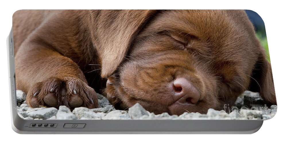 Mammal Portable Battery Charger featuring the photograph Sleepy Labrador Puppy by Arterra Picture Library