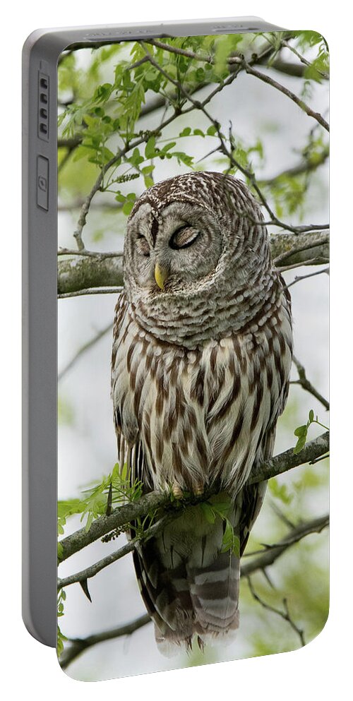 Owls Portable Battery Charger featuring the photograph Sleepy Time by Linda Shannon Morgan