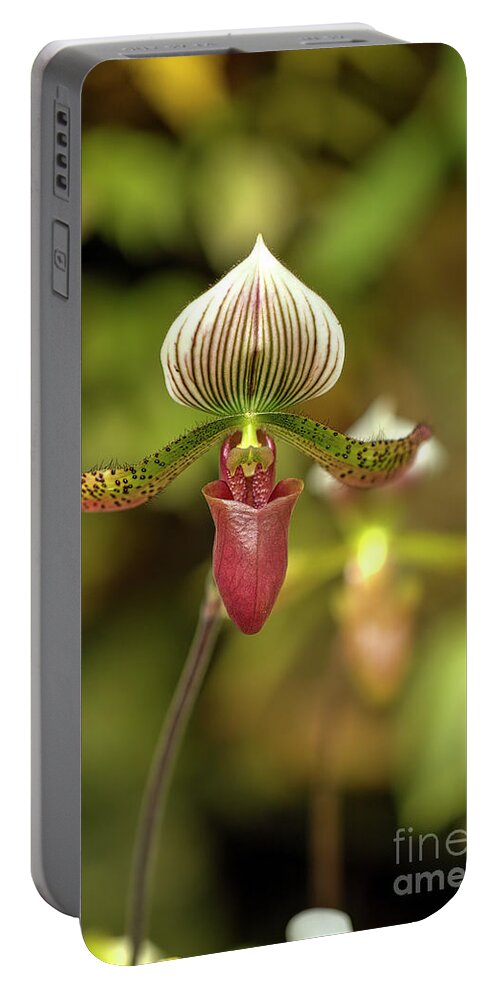 Photographs Portable Battery Charger featuring the photograph Slipper Orchid by Felix Lai