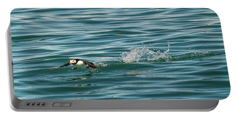 Animal Portable Battery Charger featuring the photograph Small puffin taking off from Resurrection Bay near Seward by Steven Heap