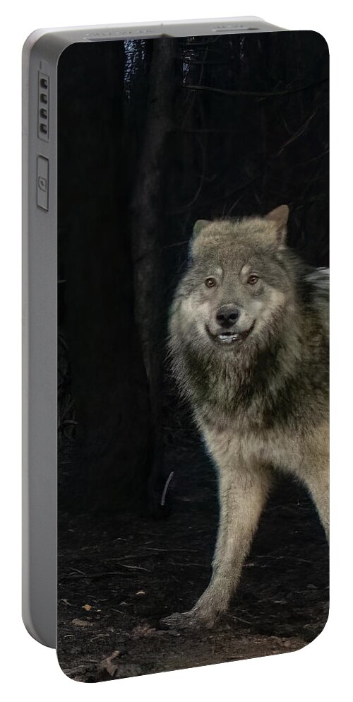 Wolf Portable Battery Charger featuring the photograph Smiley the Friendliest Lassen Pack Wolf by Randy Robbins