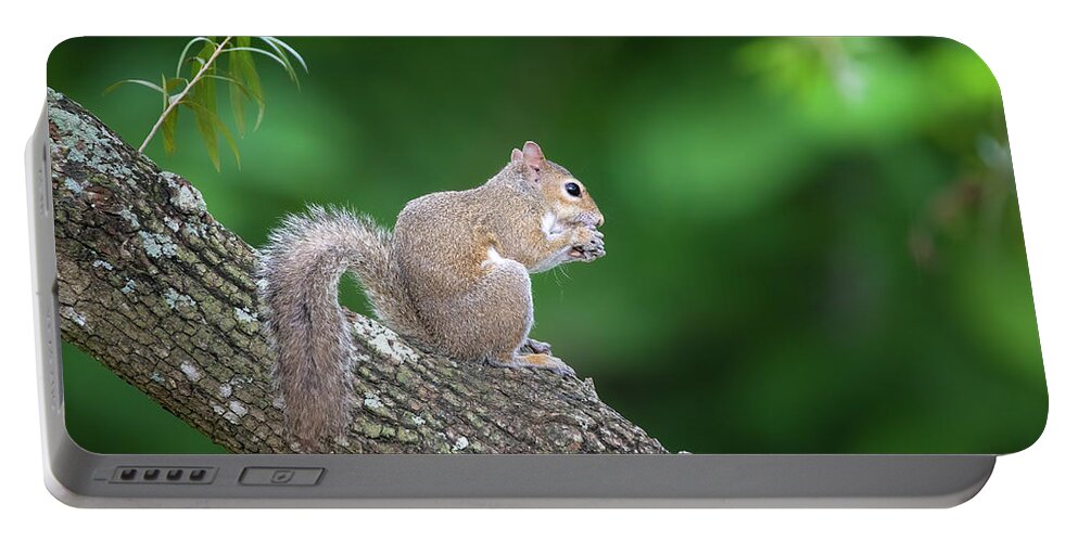 Squirrel Portable Battery Charger featuring the photograph Snacking Squirrel by Mark Andrew Thomas