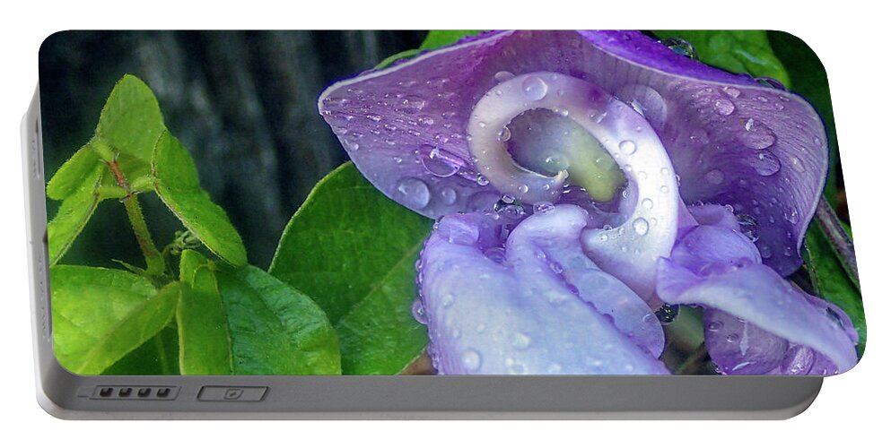 Trumpet Vine Or Trumpet Creeper (campsis Radicans) And Snail Flo Portable Battery Charger featuring the photograph Snail Vine Flowering with Raindrops by David Zanzinger