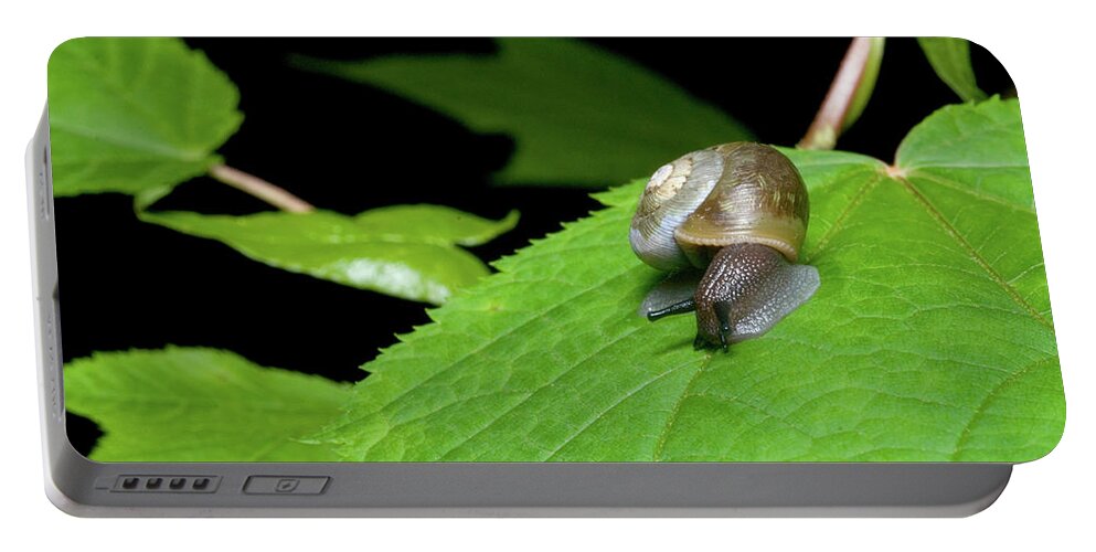 Macro Portable Battery Charger featuring the photograph Snails Journey by Melissa Southern