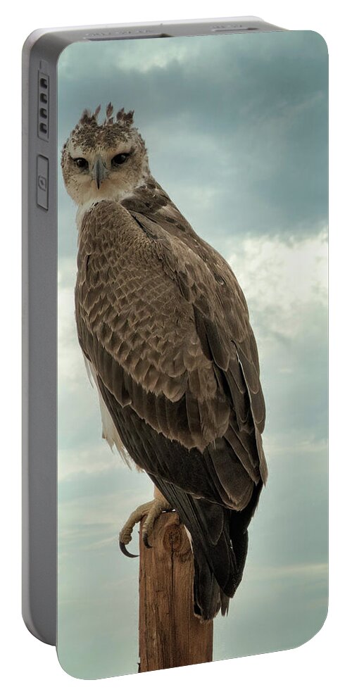 Snake Eagle Portable Battery Charger featuring the photograph Snake Eagle by Roberta Kayne