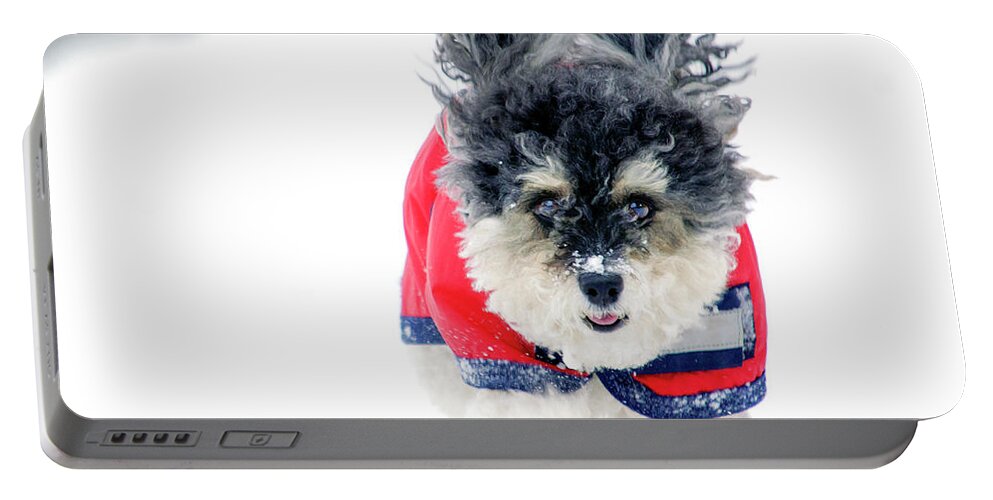 Dog Portable Battery Charger featuring the photograph Snow Charge by Keith Armstrong