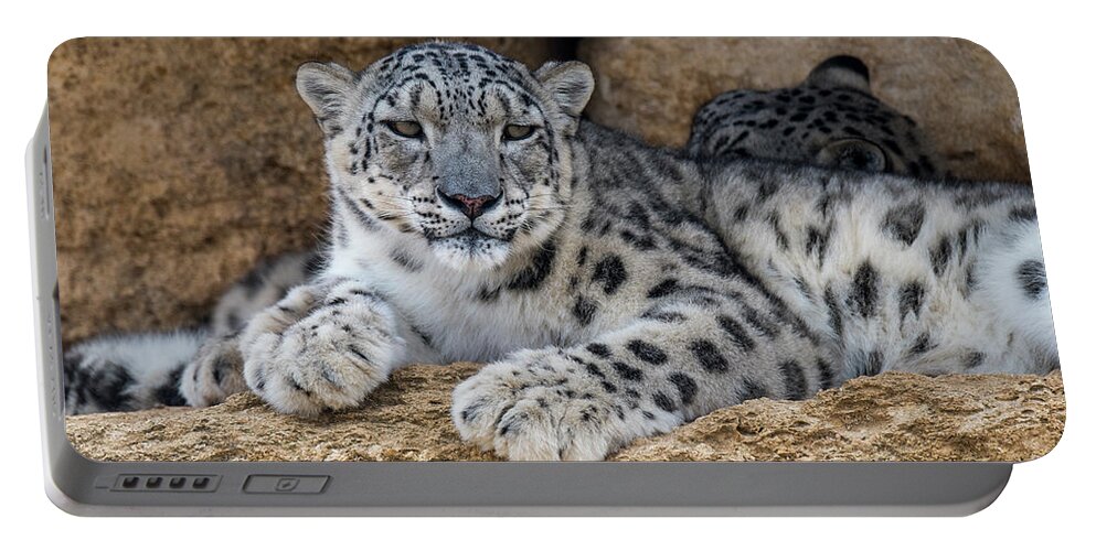 Two Portable Battery Charger featuring the photograph Snow Leopard Couple by Arterra Picture Library