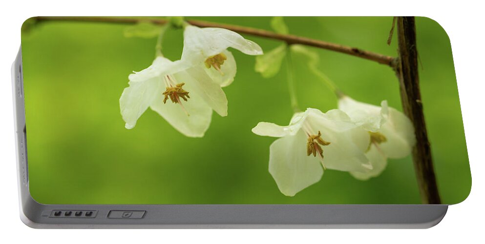 Fine Art Portable Battery Charger featuring the photograph Snowdrop bush by Average Images