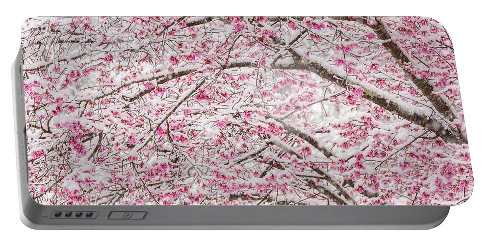 Cherry Blossoms Portable Battery Charger featuring the photograph Snowy Blossoms by Mary Ann Artz