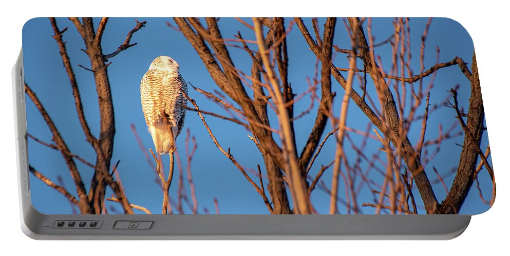 Snowy Owl Portable Battery Charger featuring the photograph Snowy Owl at Sam Smith Park, Toronto by John Twynam