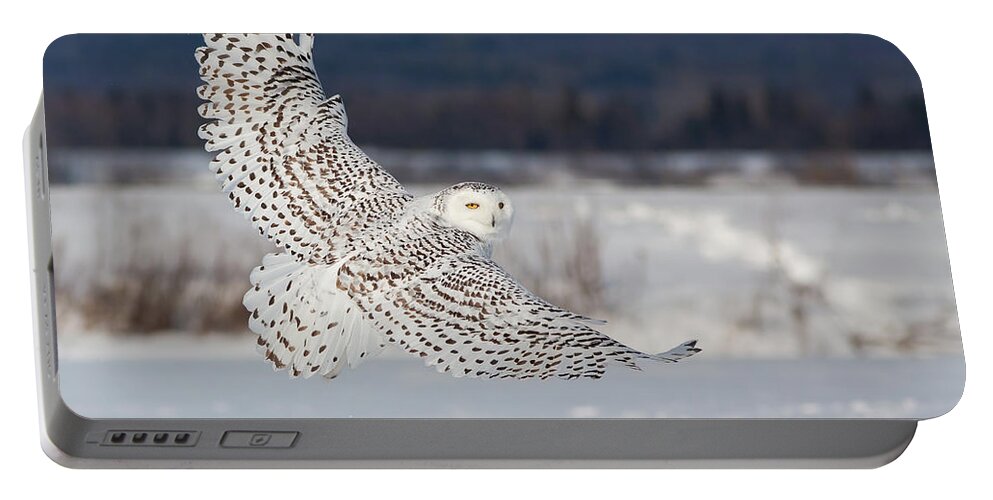 Art Portable Battery Charger featuring the photograph Snowy Owl in flight by Mircea Costina Photography