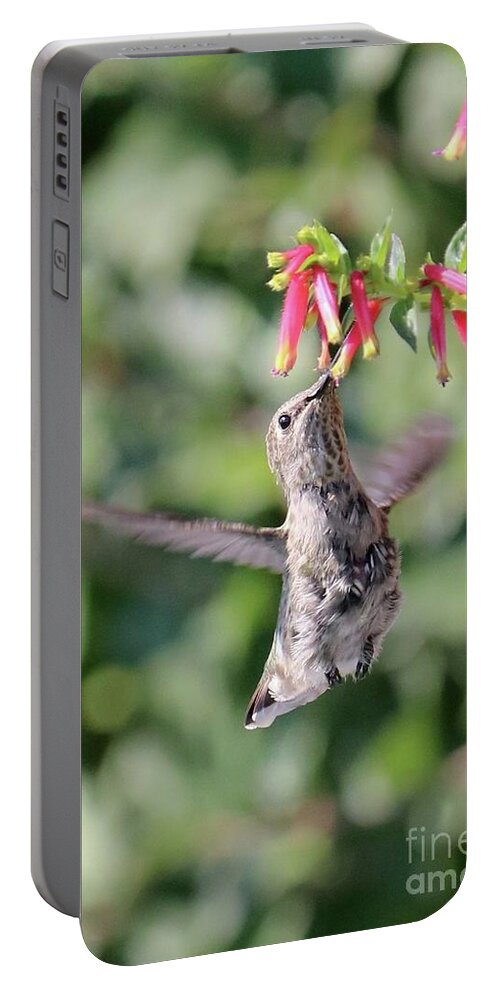 Hummingbird Portable Battery Charger featuring the photograph So Happy by Carol Groenen