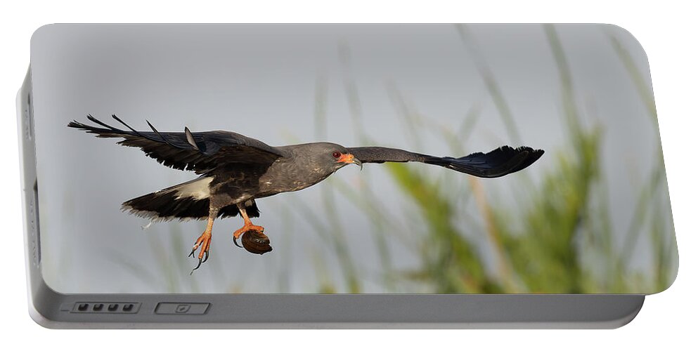 Snail Kite Portable Battery Charger featuring the photograph Soaring Victorious by RD Allen