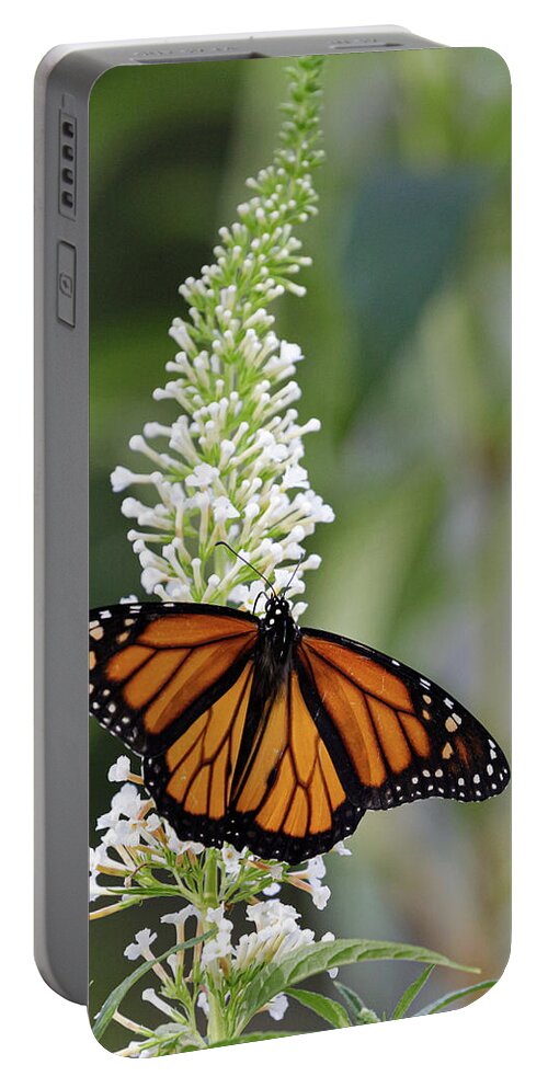 Monarch Butterfly Portable Battery Charger featuring the photograph Solitary Monarch by Steve Templeton