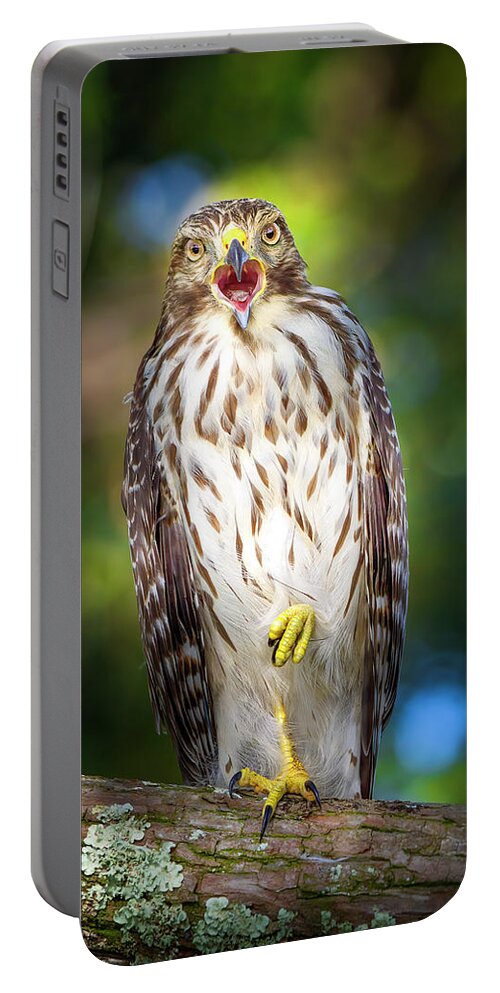Red Shouldered Hawk Portable Battery Charger featuring the photograph Song of the Hawk by Mark Andrew Thomas