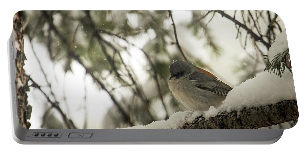 Wildlife Portable Battery Charger featuring the photograph Songbird in Winter by Laura Putman