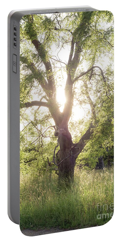 Sophora Portable Battery Charger featuring the photograph Sophora Japonica, Great Dixter by Perry Rodriguez