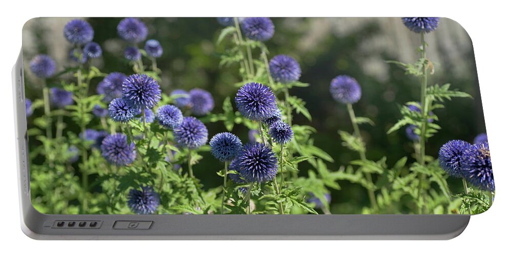 Jenny Rainbow Fine Art Photography Portable Battery Charger featuring the photograph Southern Globe Thistle 1 by Jenny Rainbow