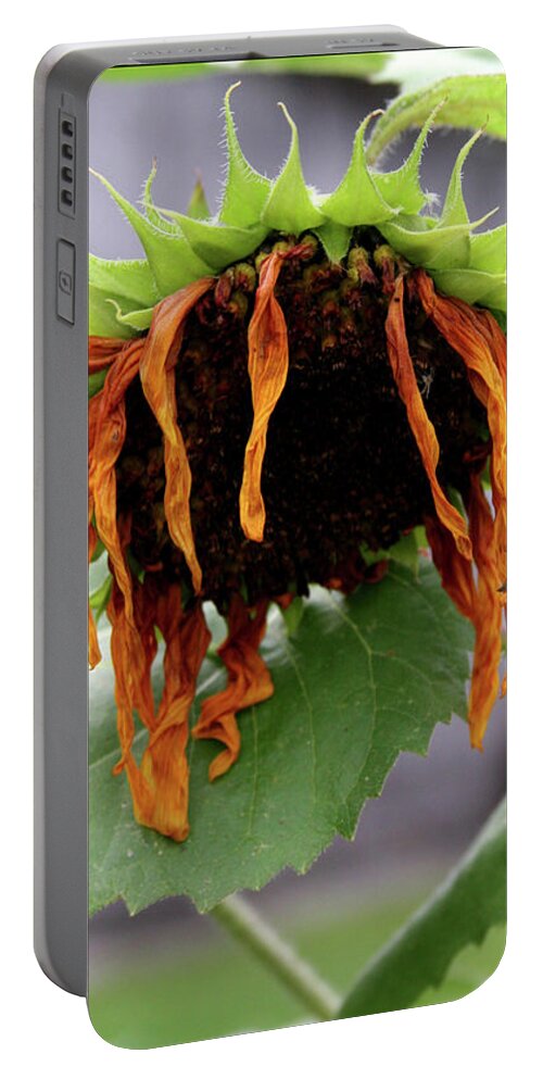 Sunflower Portable Battery Charger featuring the photograph Spent by Patricia Overmoyer
