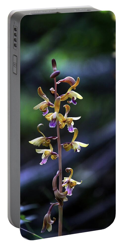 Portable Battery Charger featuring the photograph Spiked Crested Coralroot by William Rainey