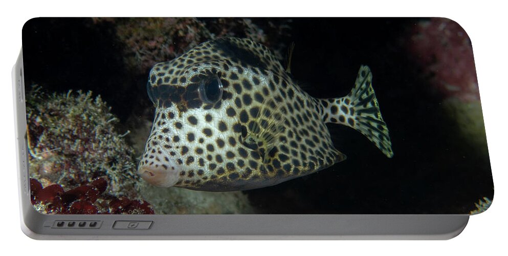 Fish Portable Battery Charger featuring the photograph Spotted Trunkfish by Brian Weber