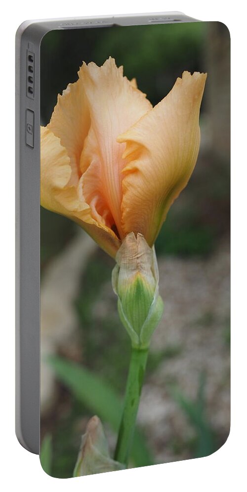 Orange Portable Battery Charger featuring the photograph Spring Bloom 11 by C Winslow Shafer